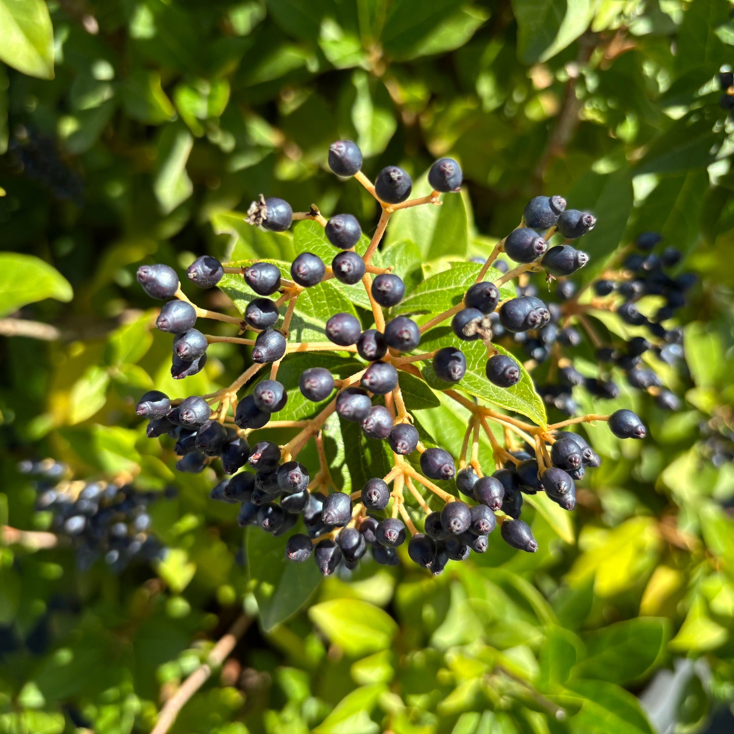 Viburnum Eve Price Berries