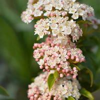 Viburnum tinus 'Eve Price' Shrub