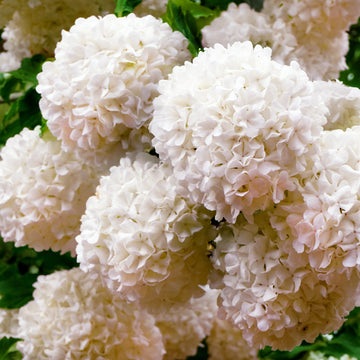 Viburnum Rosace