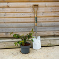 Bush, 40-60cm, 4L pot