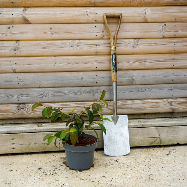 Viburnum plicatum 'Rosace' Shrub