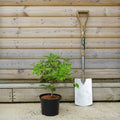 Viburnum 'Summer Snowflake' 5L pot