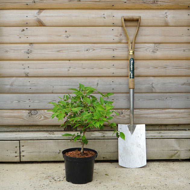 Viburnum 'Summer Snowflake' 5L pot