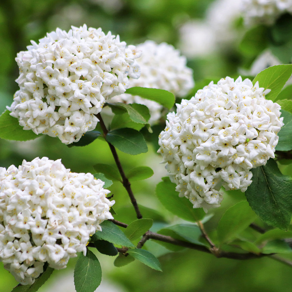 Viburnum x carlcephalum shrub