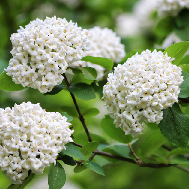 Viburnum x carlcephalum shrub