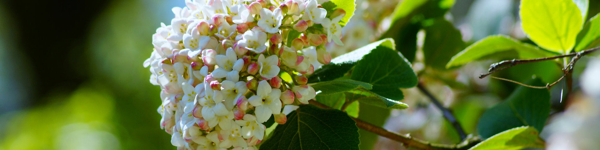 Viburnum in flower banner