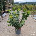 Bush, 100-125cm, 12L pot