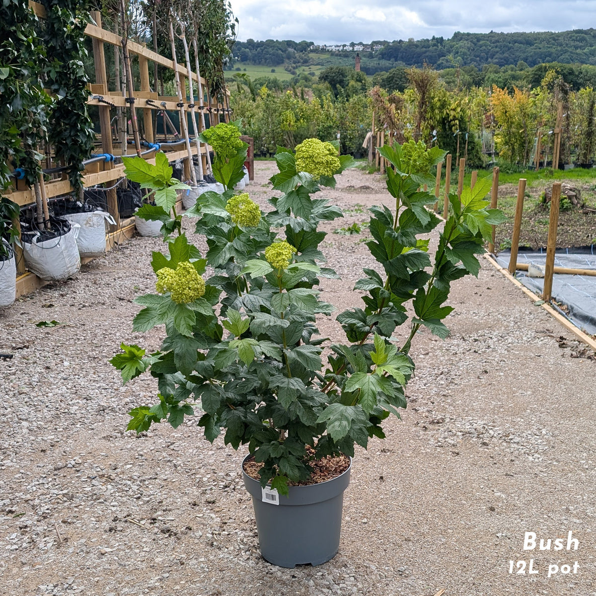 Viburnum Roseum bush in 12 litre pot