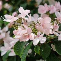 Viburnum plicatum Kilimanjaro Sunrise