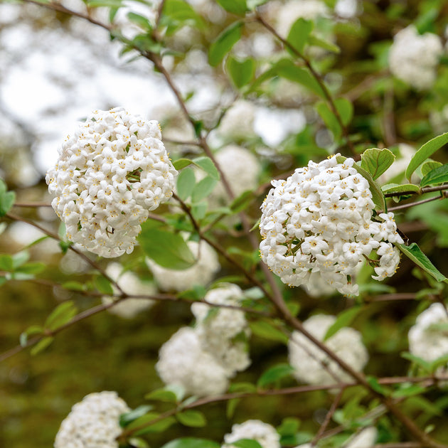Viburnum x burkwoodii