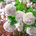 Viburnum opulus 'Roseum'