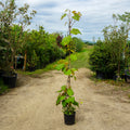 Climber, 150-180cm, 3L pot