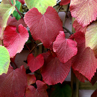 Vitis Coignetiae Leaves autumn