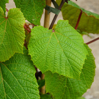 Vitis Coignetiae Leaves