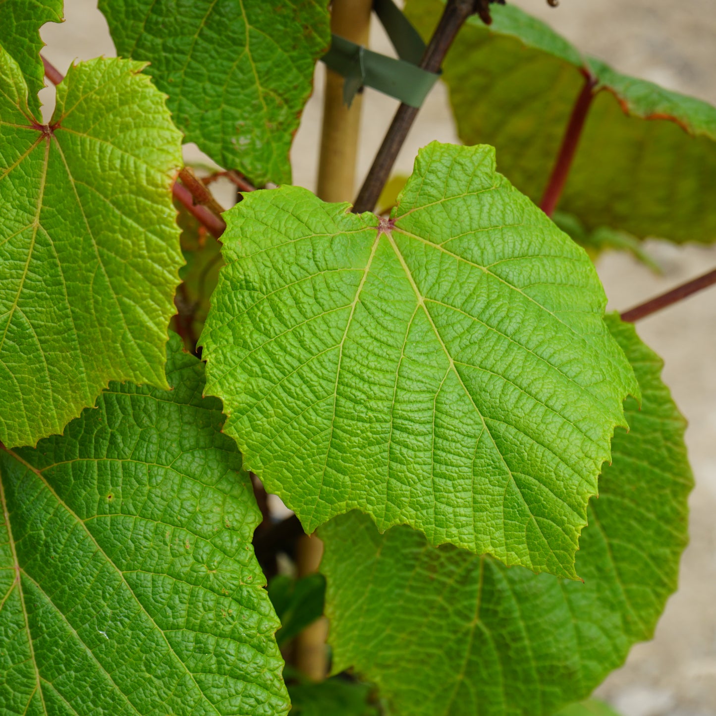 Vitis Coignetiae Leaves
