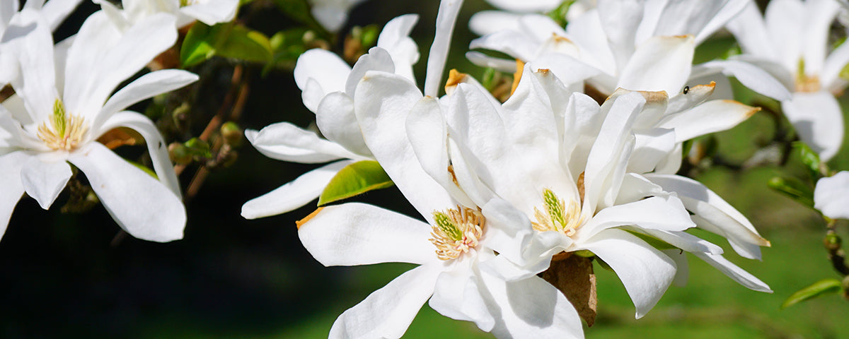 White & Cream Flowering Trees | Ornamental Trees