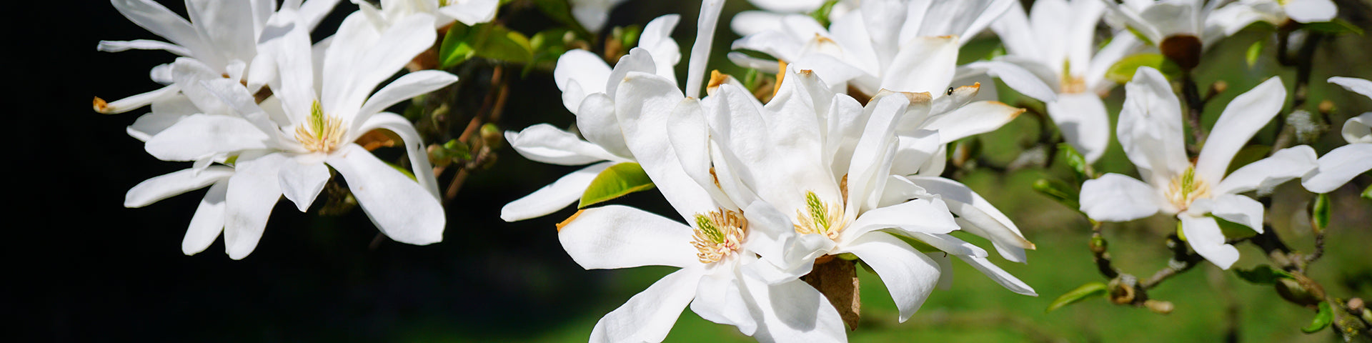 White flowering Magnolia tree