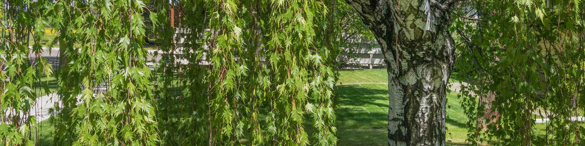Graceful weeping Birch tree