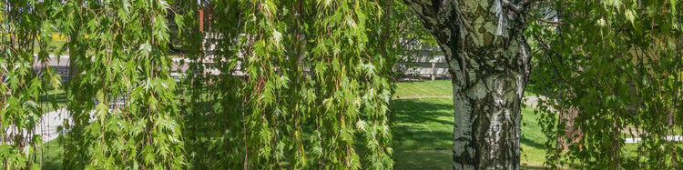 Graceful weeping Birch tree