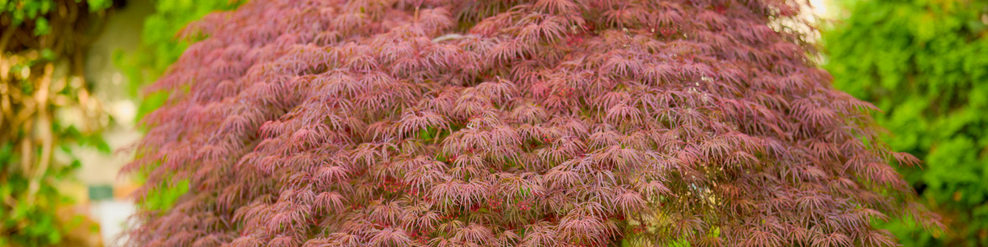 Weeping Japanese Maple with red leaves