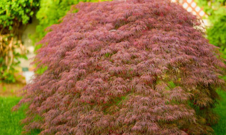 Weeping Japanese Maple | Weeping Acer palmatum | Ornamental Trees