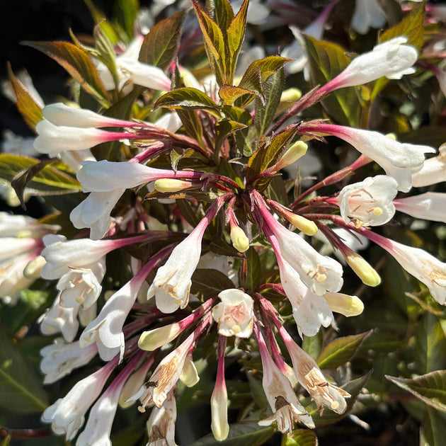 Weigela 'Black and White' shrub