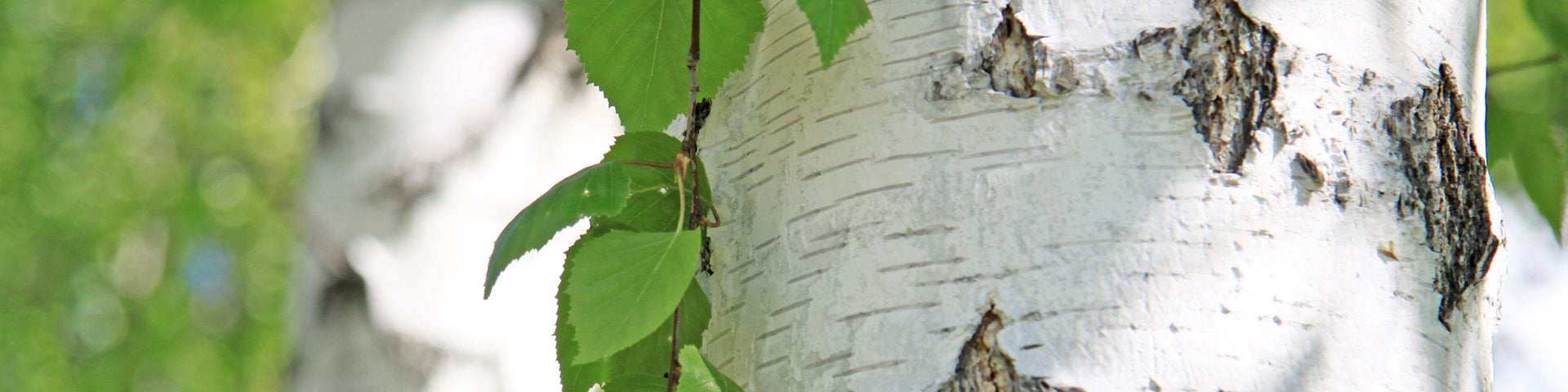 White feature bark