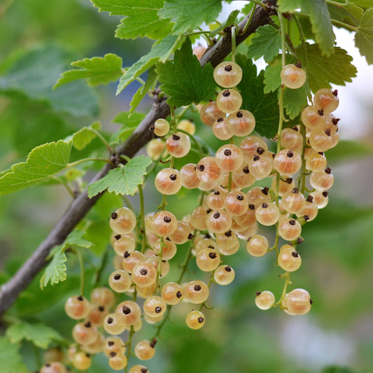 Whitecurrant Blanca