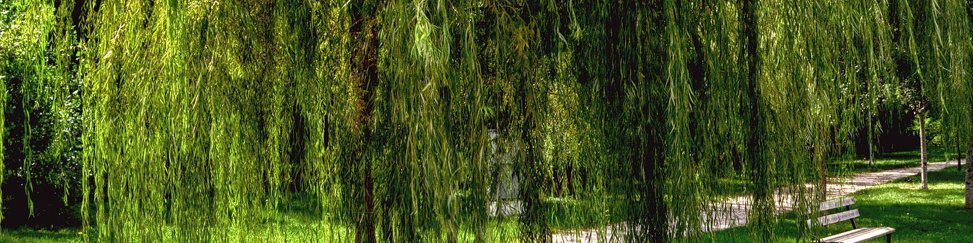 Willow tree banner
