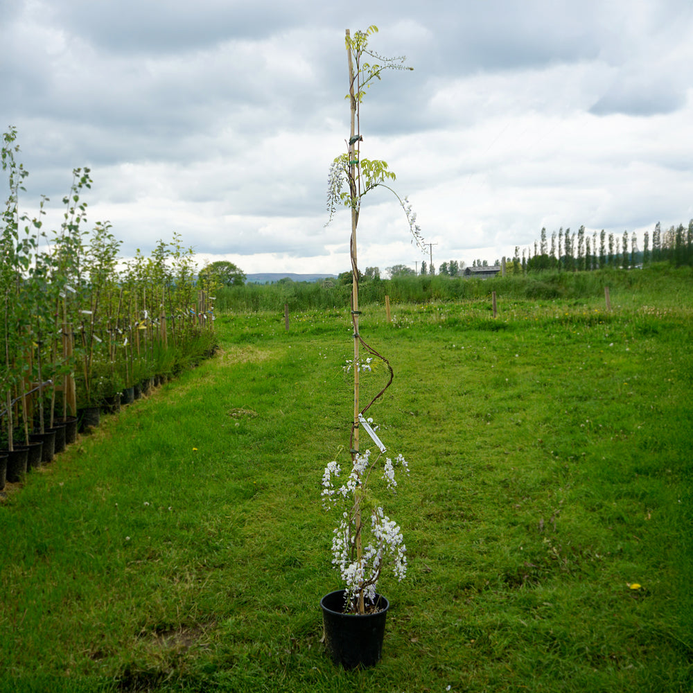 Wisteria 'Multi-juga' climber 