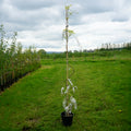 Wisteria 'Multi-juga' climber 