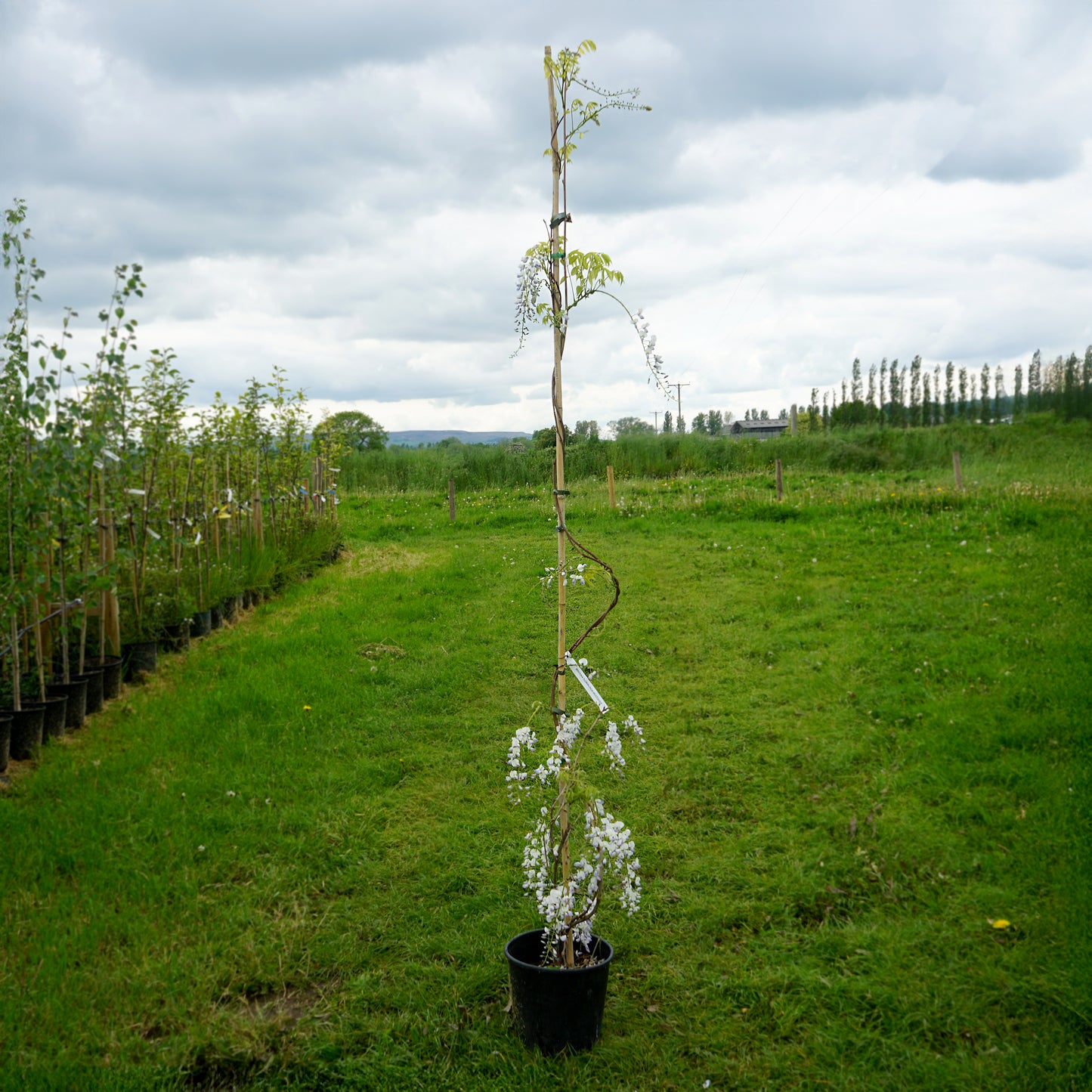 Wisteria 'Multi-juga' climber 