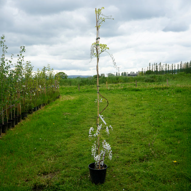 Wisteria 'Multi-juga' climber 