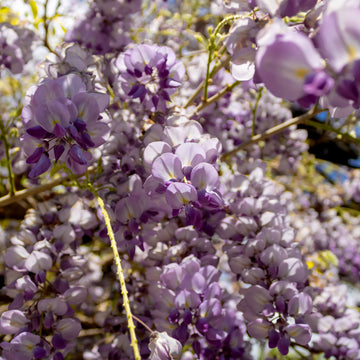 Wisteria_Amethyst_falls