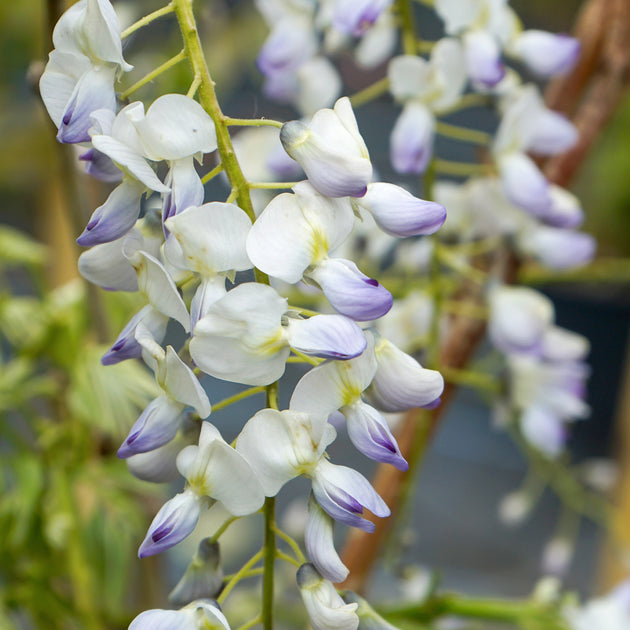 Wisteria floribunda 'Multijuga' Tree