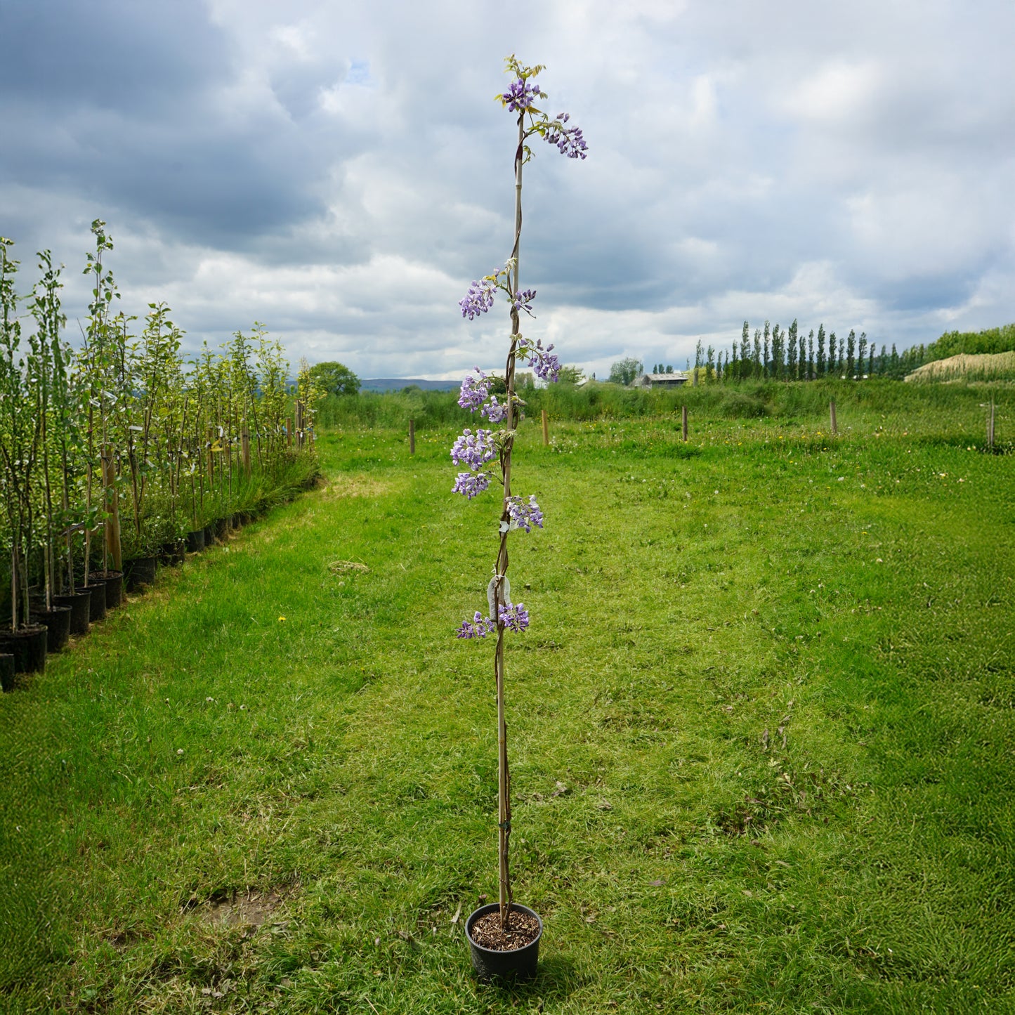 Wisteria 'Okayama' 150-180cm 3L pot