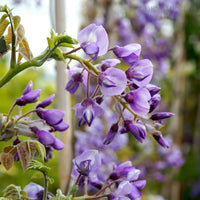 Wisteria 'Okayama' flowers