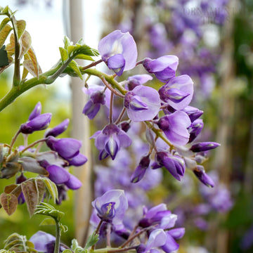Wisteria 'Okayama' flowers