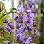 Wisteria 'Okayama' flowers