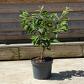Witch Hazel 'Arnold Promise'