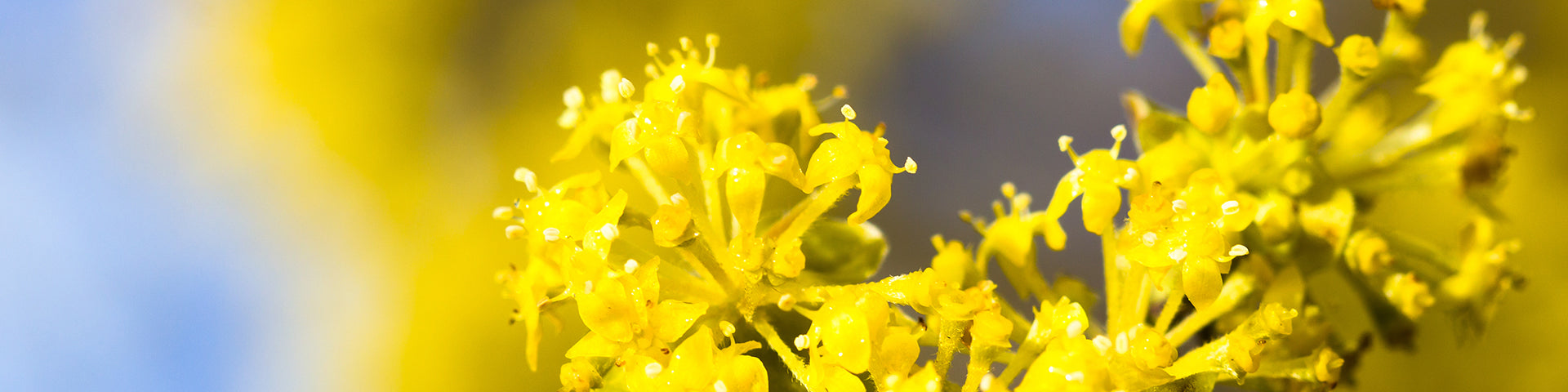 YELLOW FLOWERING trees banner