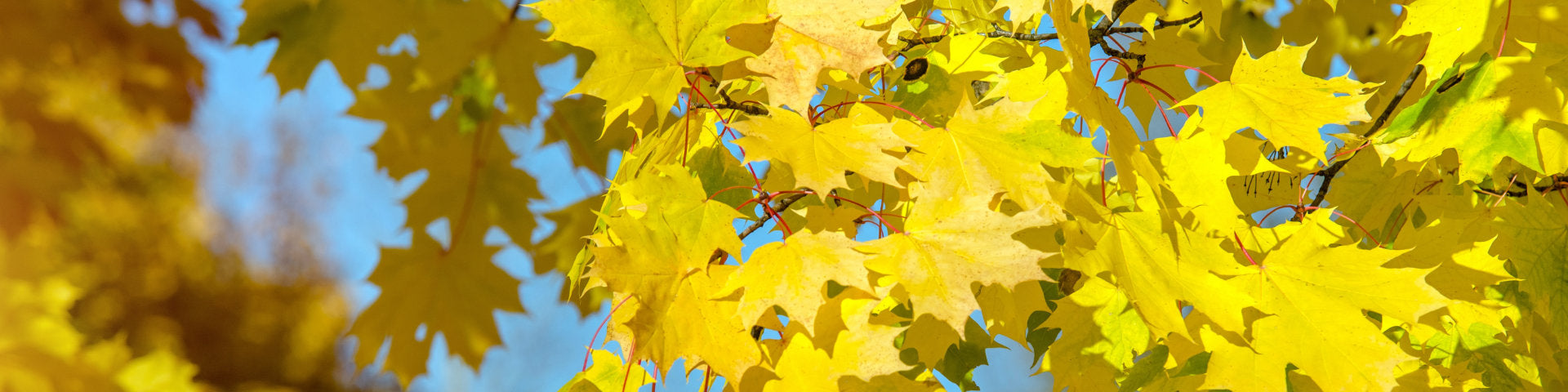 Golden yellow leaves