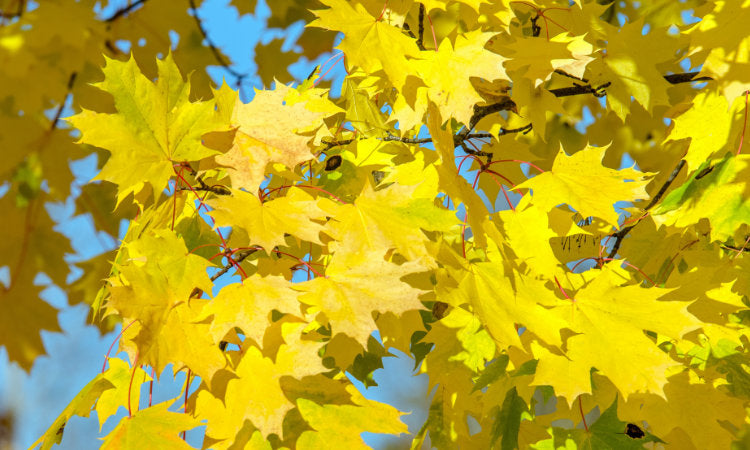 Golden yellow leaves