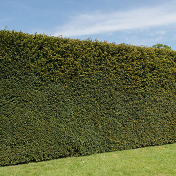 Taxus baccata Yew hedging