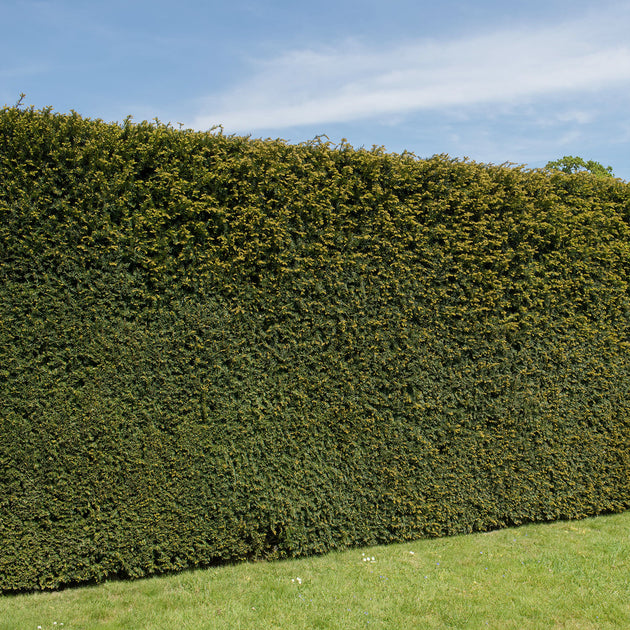 Taxus baccata Yew hedging