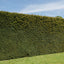 Taxus baccata Yew hedging