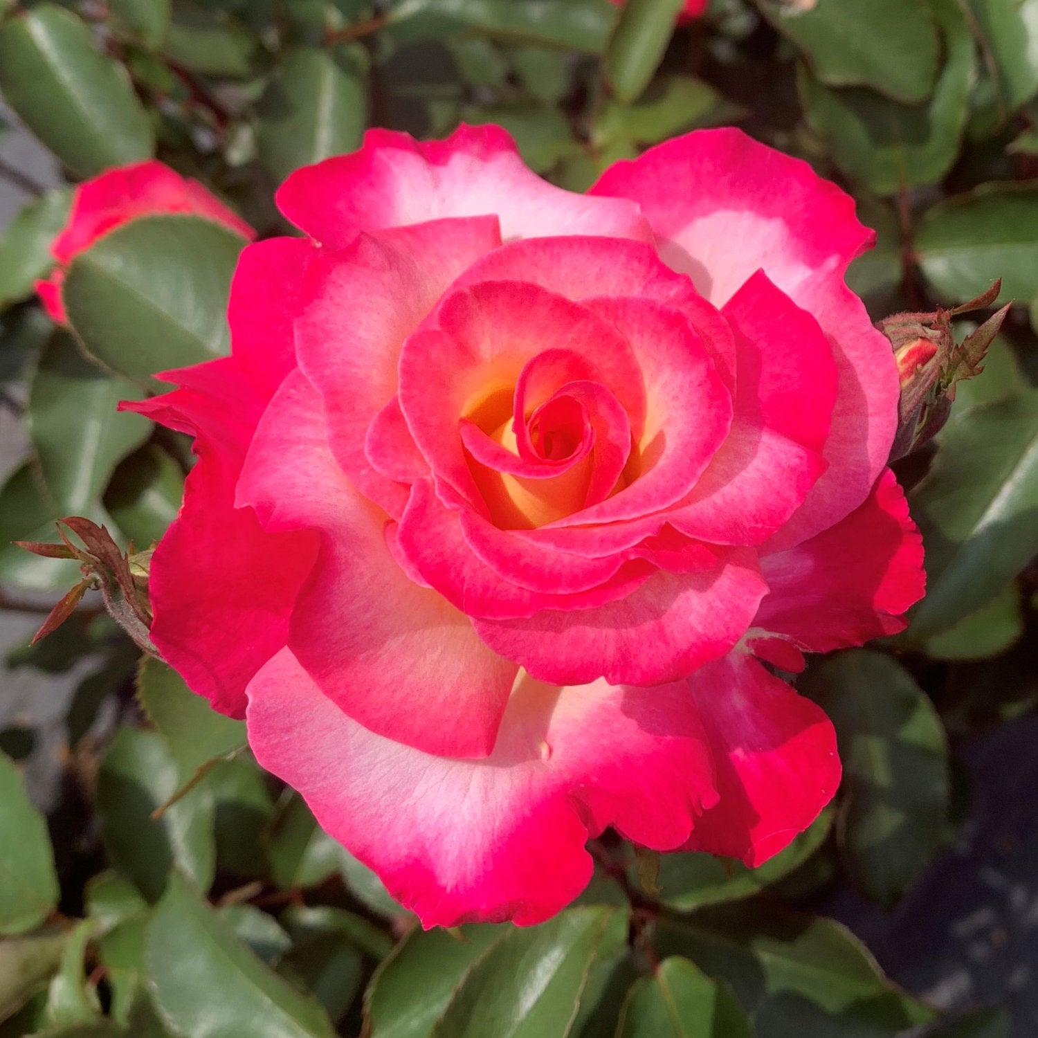 Remi Tree Rose Bushes, Shrubs & Climbers | Ornamental Trees