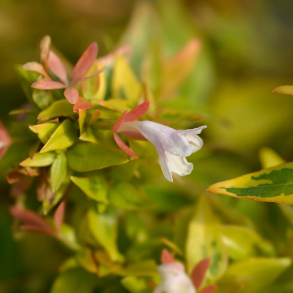Abelia Edward Goucher | Pink Flowering Shrub | Ornamental Trees