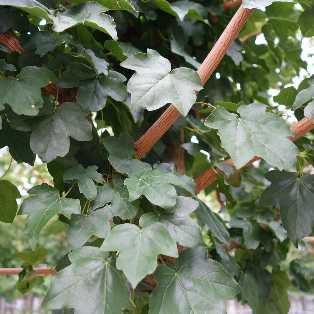 Acer Campestre Elsrijk Field Maple Trees For Sale Ornamental Trees acer-campestre-elsrijk-field-maple-trees-for-sale-ornamental-trees