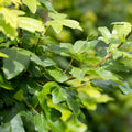 Single stem tree, 150-200cm, 12L pot